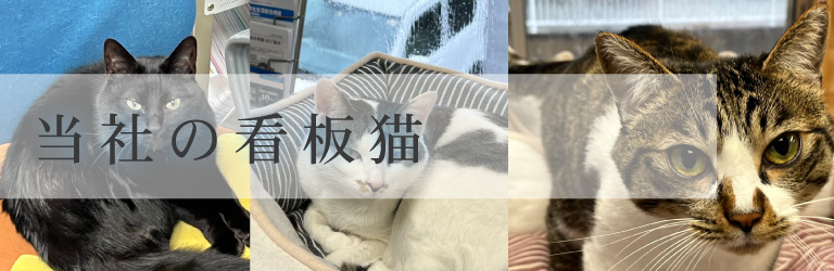 当社の看板猫